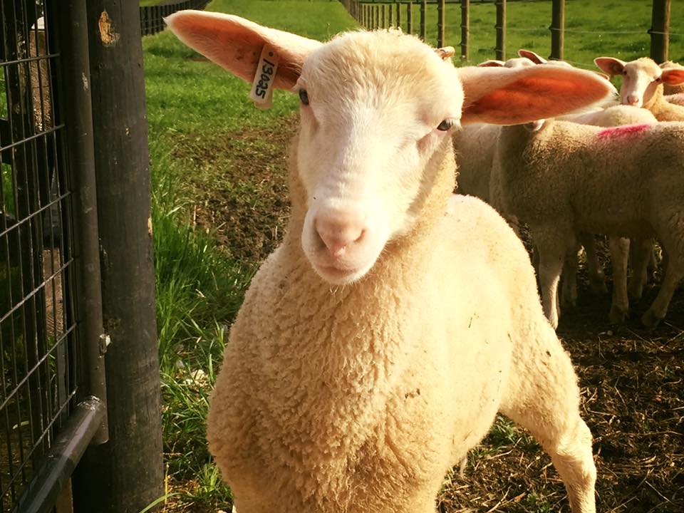 Our Farm – Oink Moo Cluck Farms