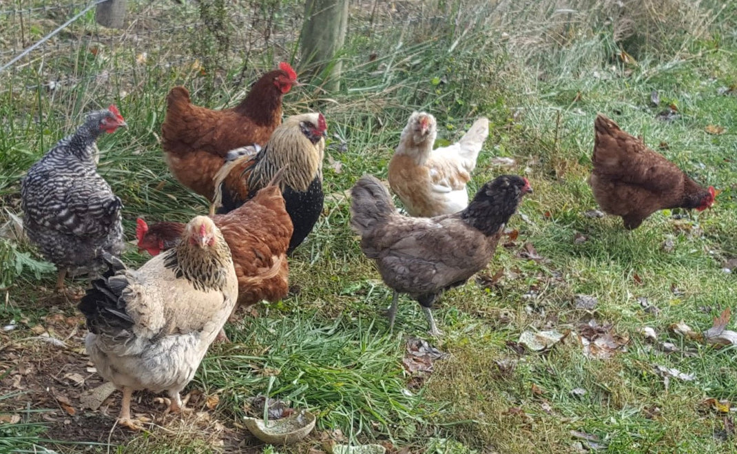 Our Farm – Oink Moo Cluck Farms